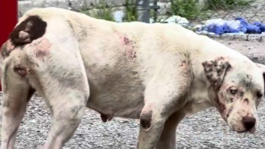 Pup covered in dog bites, missing a tail gets royal treatment